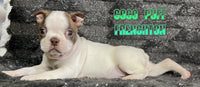 Coco Puff Male ICA Frenchton $1325