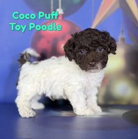 Coco Puff Male ACA Toy Poodle $1375