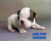 Coco Puff Male ICA Frenchton $1525