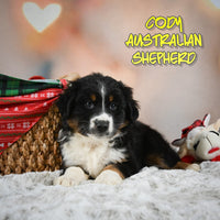 Cody Male Australian Shepherd $790