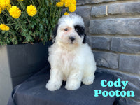 Cody Male Pooton $850