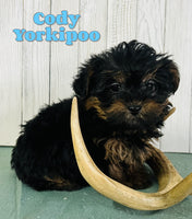 Cody Male Yorkipoo $1200