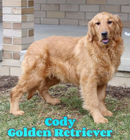  Golden Retriever