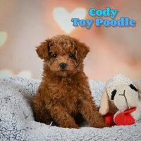 Cody Male Toy Poodle $1150