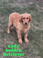 Cody Male AKC Golden Retriever $650