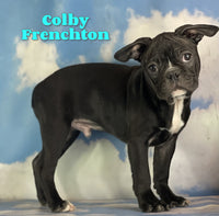 Colby Male Frenchton $825