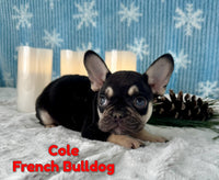 Cole Male AKC French Bulldog $2500