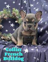 Collin Male French Bulldog $1650