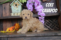 Colt Male Cavapoo $725