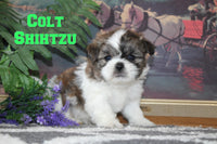 Colt Male Shihtzu $850