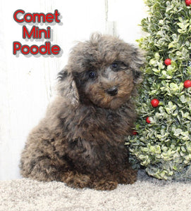 Mini Poodle