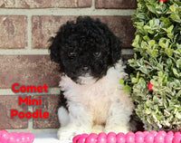 Comet Male CKC Mini Poodle $645
