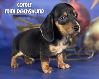 Comet Male ACA Mini Dachshund $1375