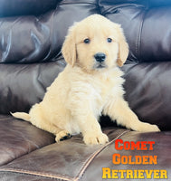 Comet Male AKC Golden Retriever $650