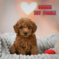 Conner Male Toy Poodle $1350