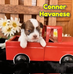 Havanese