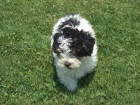 Cookie Male Mini Poodle $950