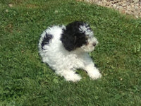 Cookie Male Mini Poodle $950