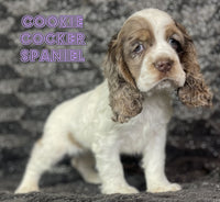 Cookie Female AKC Cocker Spaniel $1525