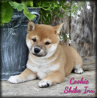 Shiba Inu