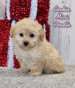 Mini Poodle 