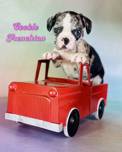 Frenchton