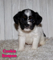 Cookie Female Beapoo $850