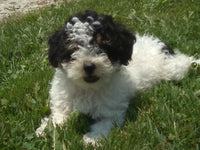 Cookie Male Mini Poodle $950