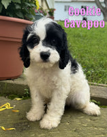 Cookie Female Cavapoo $975