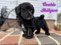 Cookie Female Shihpoo $950