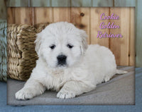Cookie Female AKC English Cream Golden Retriever $1450