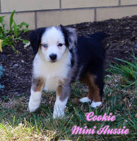 Cookie Female AKC Mini Australian Shepherd $1500