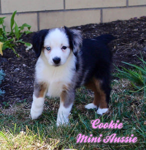 Mini Australian Shepherd
