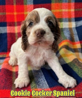 Cocker Spaniel