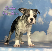 Cookie Female Frenchton $1125