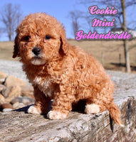 Cookie Female F1BB Mini Goldendoodle $995