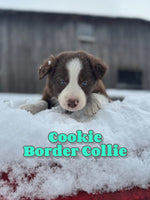 Cookie Male ABCA Border Collie $1400