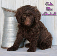 Cookie Female F1BB Mini Labradoodle $750