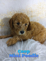 Coop Male AKC Mini Poodle $795