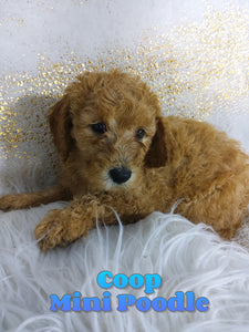 Mini Poodle