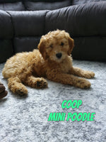 Coop Male AKC Mini Poodle $395