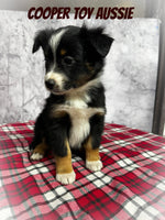 Cooper Male Toy Australian Shepherd $800