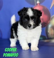 Cooper Male Pomapoo $975