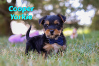 Cooper Male Yorkshire Terrier $1200