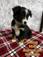 Cooper Male Toy Australian Shepherd $800