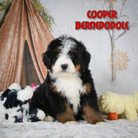 Cooper Male Bernedoodle $1100