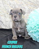 Cooper Male AKC French Bulldog $1300