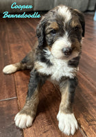 Cooper Male Bernedoodle $1950