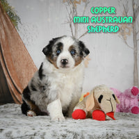 Copper Male Mini Australian Shepherd $650