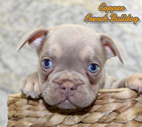 Copper Male AKC French Bulldog $1395